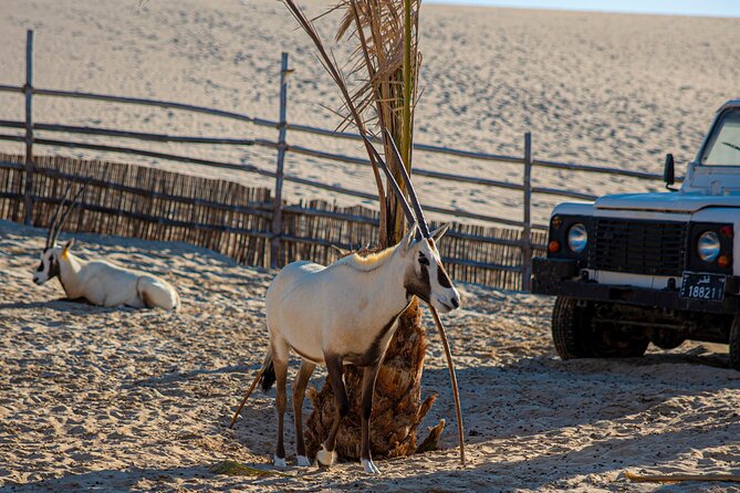 Al Majles Resort Day Pass - Beach time, sand sliding, and low-key games