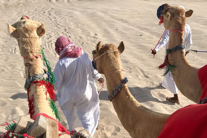 Camel trekking on the Dunes with Sunset - The sunset payoff at Sealine