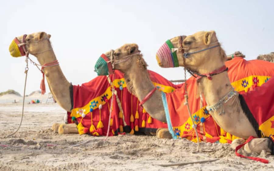 Desert Safari, Dunes Ride, Sand Boarding & Inland Sea Tour - Guides, driving, and the human side of the trip