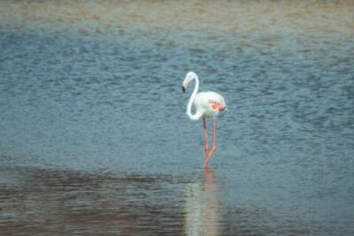 Discover Qatar’s Hidden Gems: North & West Coast Private Tour