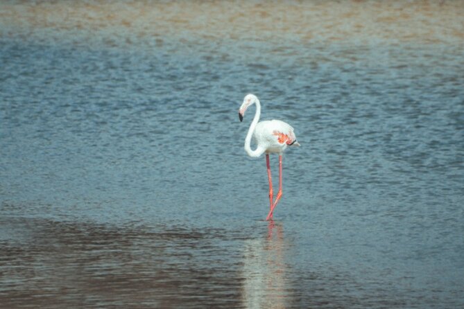 Discover Qatar’s Hidden Gems: North & West Coast Private Tour - Purple Island and its mangrove setting