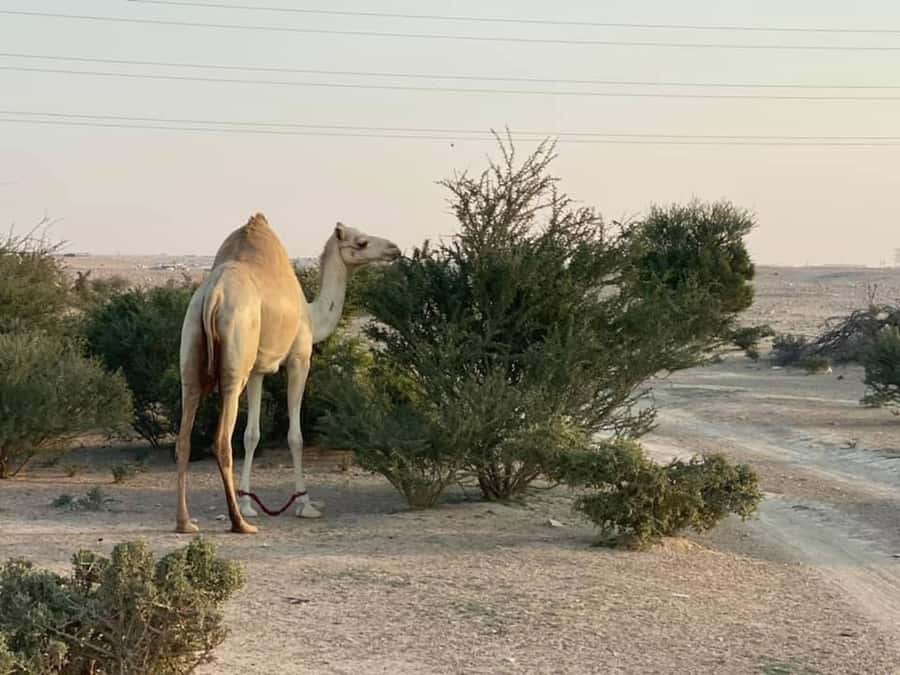 Doha Activities: Desert Safari, Dune Bashing & Inland Sea - Who will enjoy this Qatar desert safari