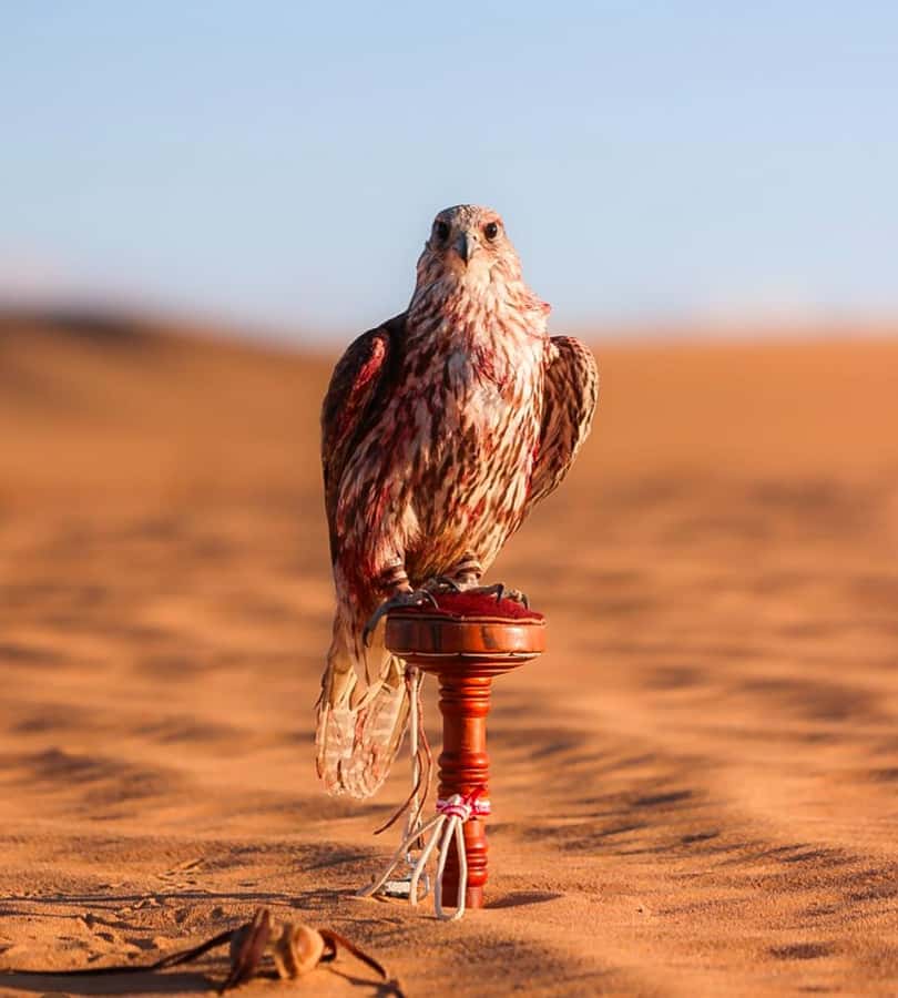 Doha : Arabian Horse Ride Experience With Pickup & Drop Off - Wildlife watching from the saddle
