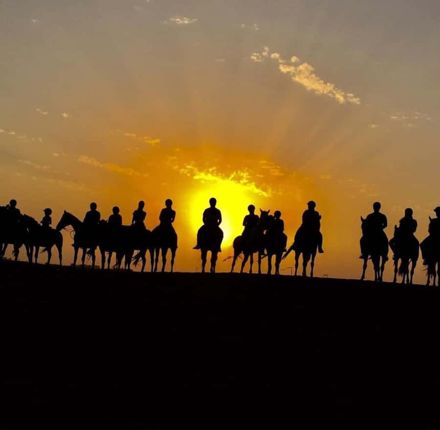 Doha : Arabian Horse Ride Experience With Pickup & Drop Off - What the guide’s role adds