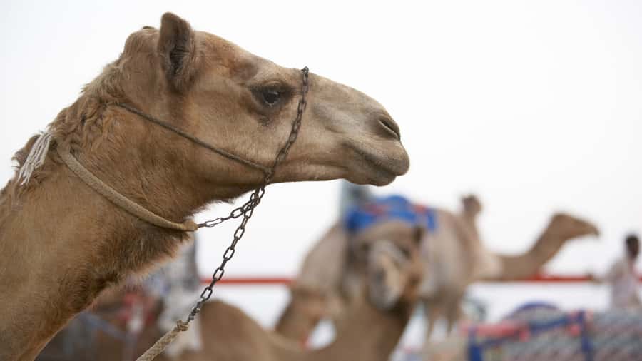 Doha Camel Race Track & Richard Serra Desert Sculpture Tour - Zekreet and Richard Serra’s East-West/West-East