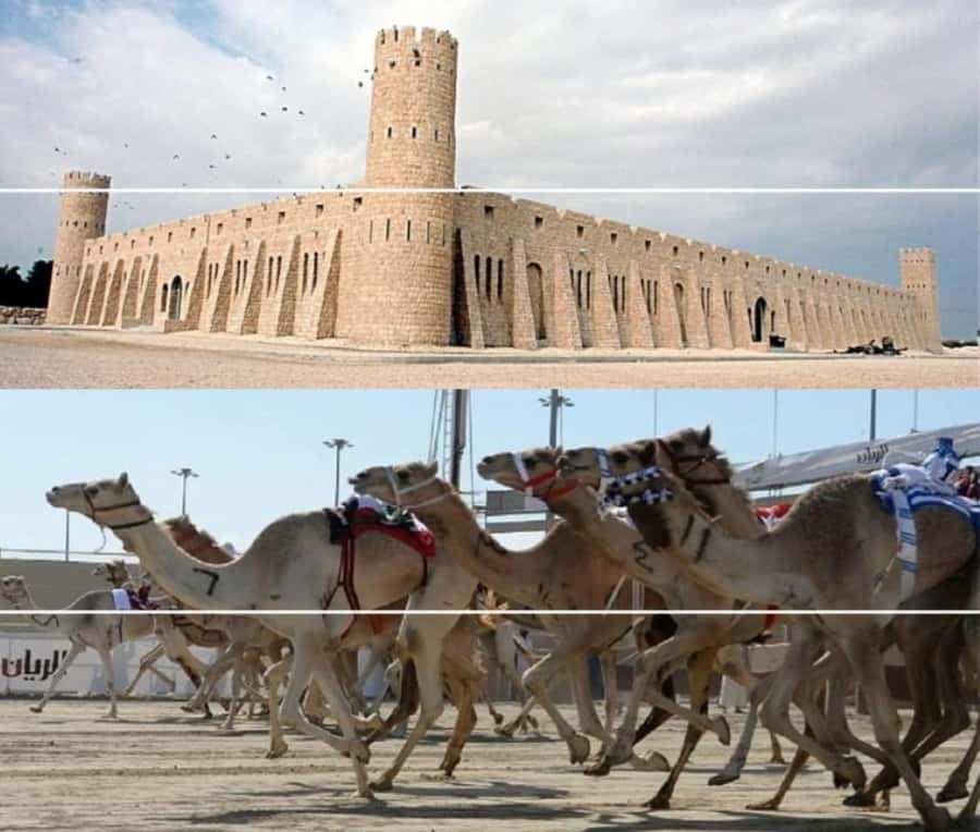 Doha Camel Racing Track: Oryx Farm & Sheikh Faisal Museum. - Seeing Qatar’s camel-racing tradition