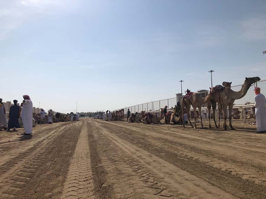 Doha Camel Racing Track: Oryx Farm & Sheikh Faisal Museum. - Leaving Doha for Al Shahaniya