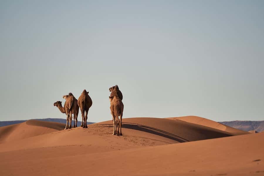 Doha: Combo City Tour, Souq Waqif & 4WD Desert Safari - Why this Doha and desert pairing works