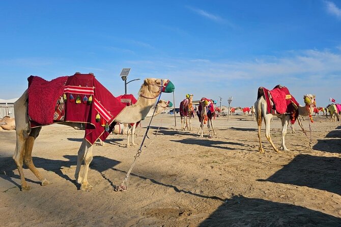 Doha Desert Safari Dune Bashing Camel Ride - From Doha streets to open desert