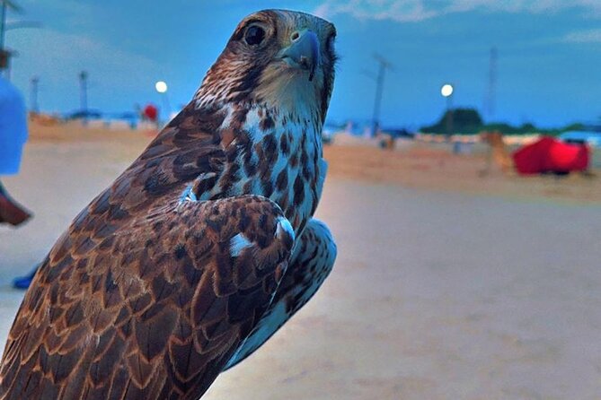 Doha Desert Safari Dune Bashing Camel Ride - Sandboarding: a simple activity with a funny learning curve
