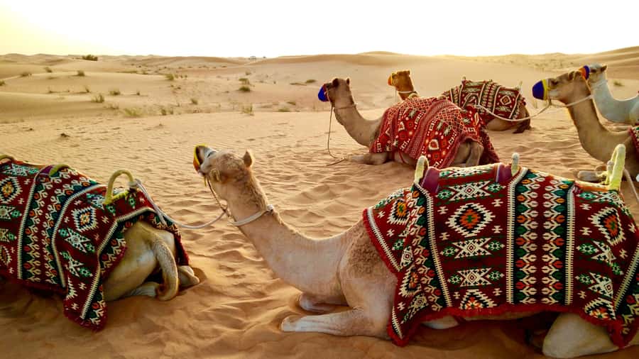 Doha: Dune Bashing Safari, Falcon, Camel, ATV, Sandboarding - How good is the $27 value?