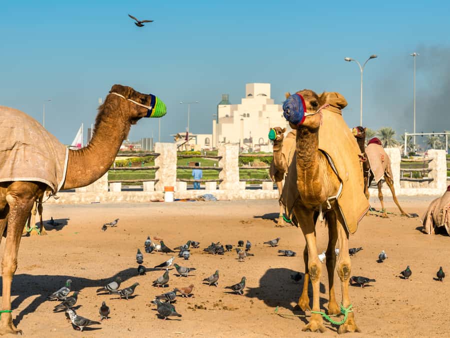 Doha: Guided City Highlights Tour with Round-trip Transfers - Is $70 a fair price?
