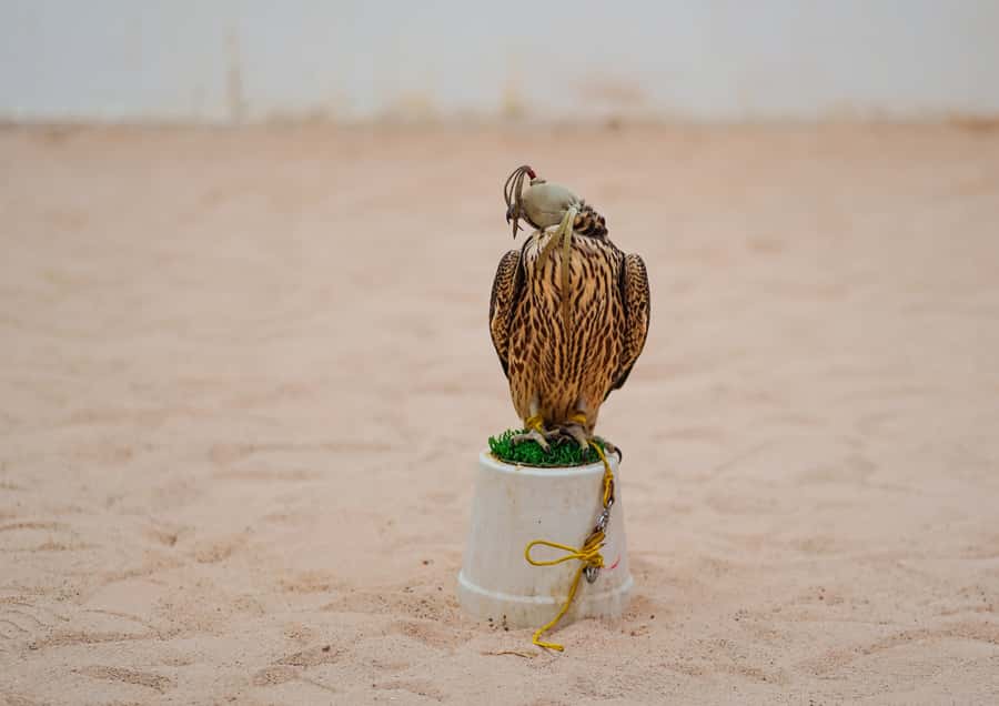Doha: Guided City Highlights Tour with Round-trip Transfers - Katara Cultural Village: art, architecture, and local culture