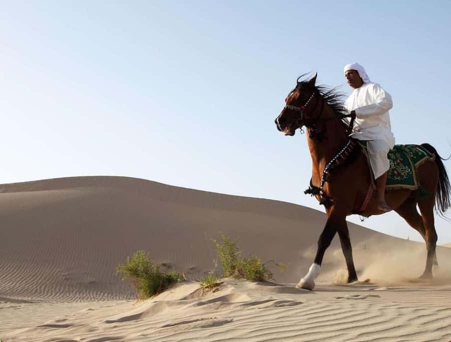 Doha Horseback Riding Adventure in Desert with Transfers - Is $97 a fair price?