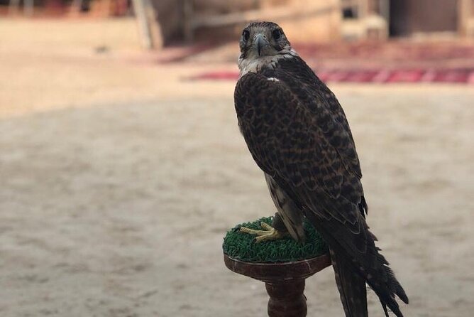 Doha Layover Desert Safari, Camel Ride, Sand Boarding, Inland Sea - Sand boarding and getting active on the dunes