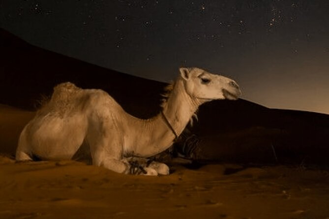 Doha Night Desert Safari Camel Ride Dune Bashing with Transfer - Who will enjoy this four-hour safari?