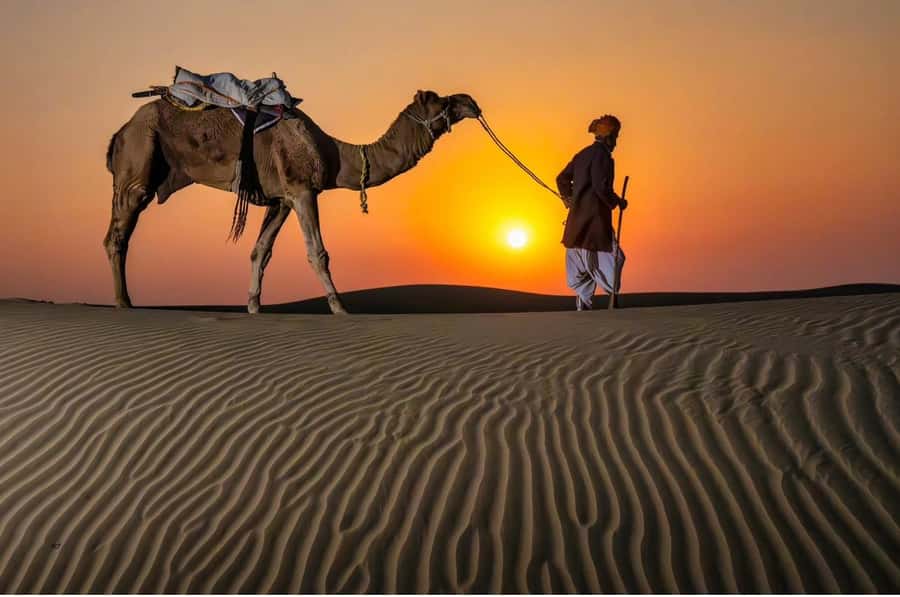 Doha Night Desert Safari Stargazing And Camel Ride - Key points at a glance