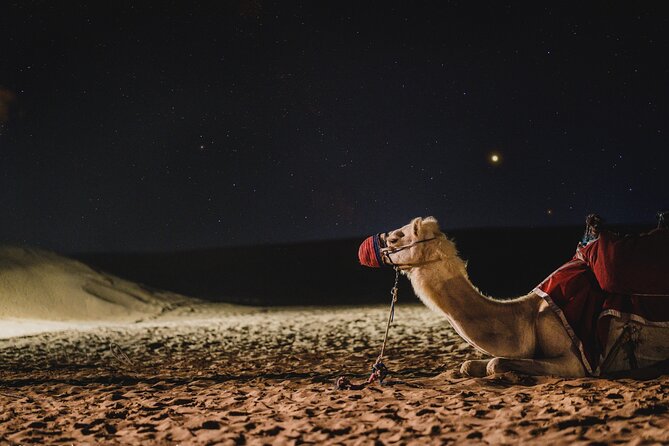 Doha : Night Desert Safari | Transit Safari | Camel ride | Dune Bashing - Sealine Beach: camel photos and a short pause
