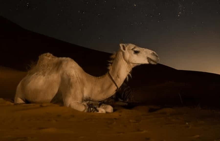Doha: Night Desert Safari with Stargazing & Camel Ride - The camel camp and a short taste of Bedouin life
