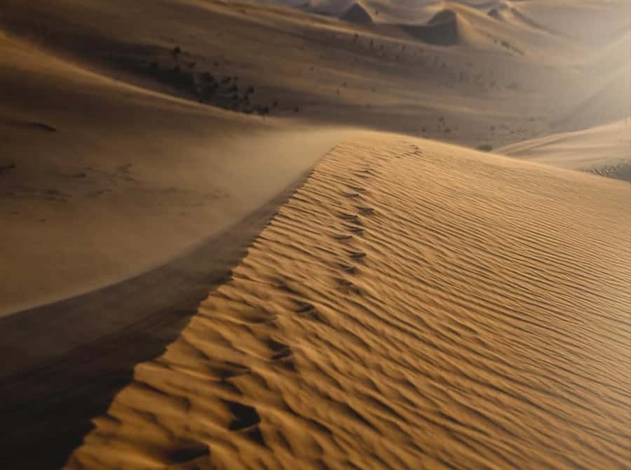 Doha: Nighttime Desert Safari with Dune Bashing & Camel Ride - Who should book this safari?