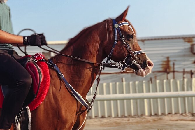 Doha-Private Half Day Safari with Horse Ride/Camel Ride/sandboard - What the four-hour itinerary feels like