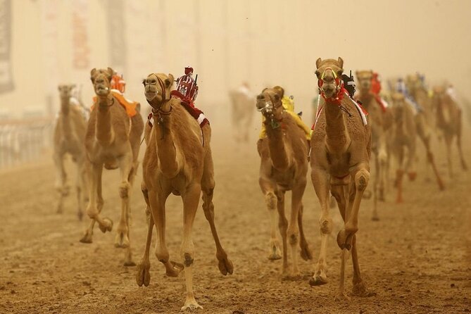 Doha, Qatar: Came Racing Track, Oryx & Sheikh Faisal Museum Tour. - Al Rayyan’s World Cup stadiums on the way out