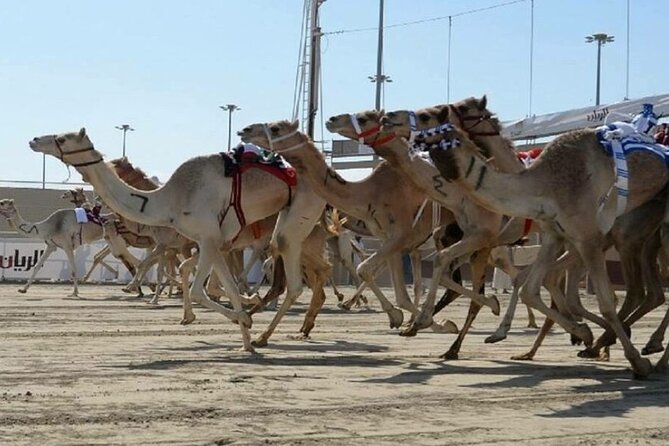 Doha Qatar Camel Race Track visit| West Coast Natural Attractions - Guides, children, and the private format