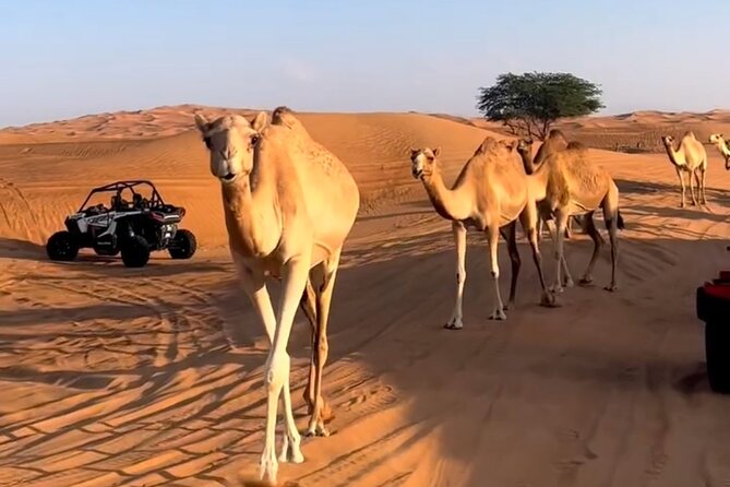 Doha, Qatar: Desert Safari, Inland sea and Camel Ride Adventure. - Sealine Beach: sand, sea, and the first rush