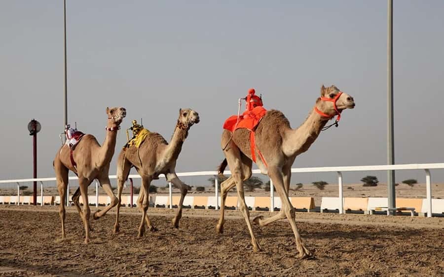 Doha: Richard Serra Sculpture,Mushroom Hill,Camel Race Track - Should you book it?