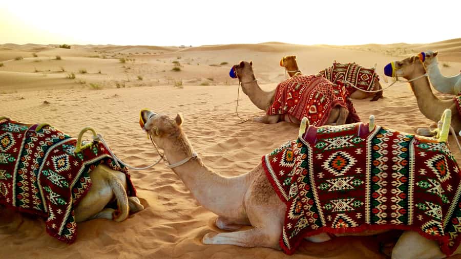 Doha:Safari Tour with Lunch/Dinner in Desert by the Sea Side - Dune Bashing and Sandboarding on Soft Sand