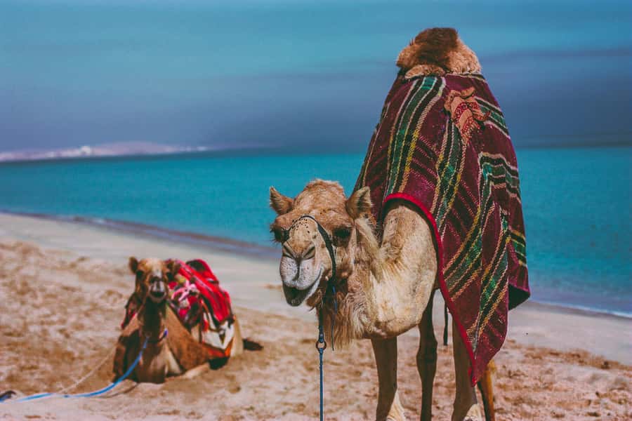 Doha:Safari Tour with Lunch/Dinner in Desert by the Sea Side - Who Will Get the Most From This Tour