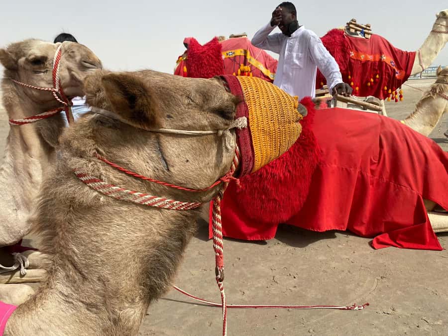Doha: Sunset desert tour with Camel Ride, Inland Sea & Tea - Three photo stops across the golden dunes