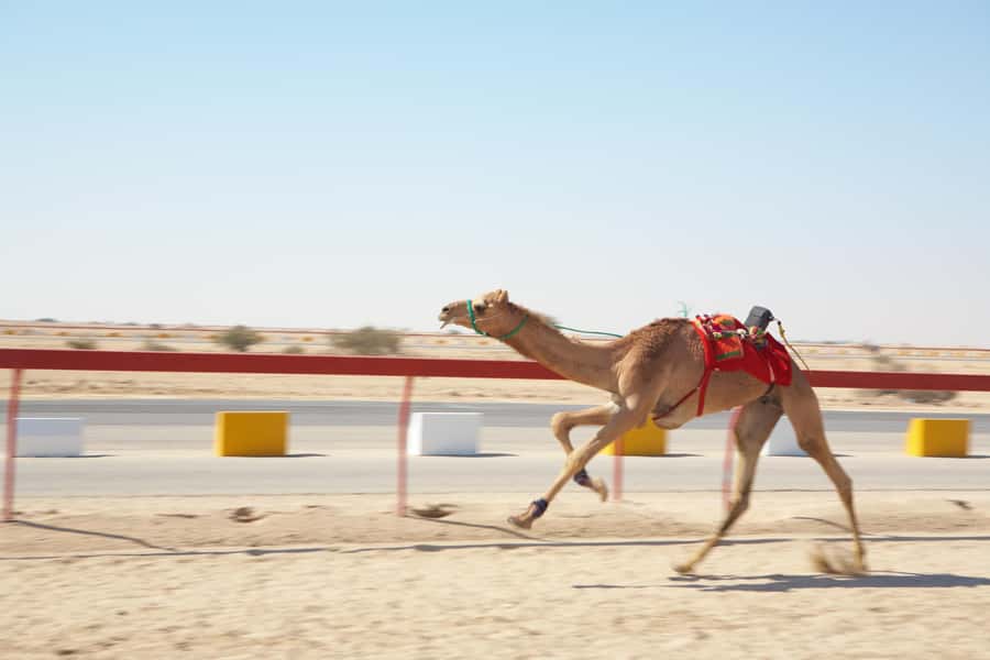 Doha : West Of Qatar Tour With Pickup & Drop-Off - Camel racing shows a living Qatari tradition