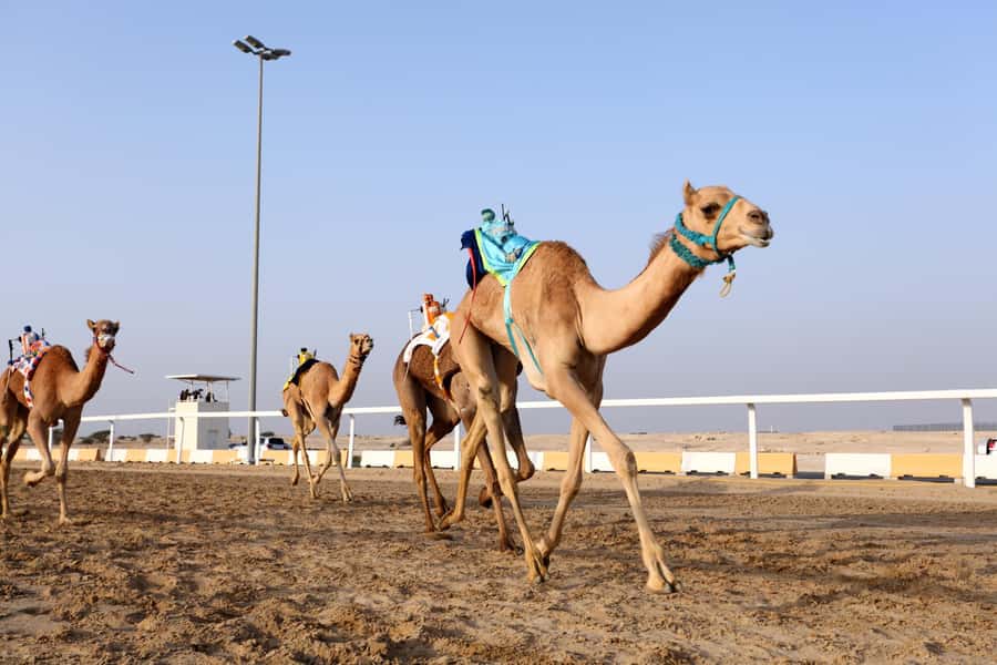 Doha : West Of Qatar Tour With Pickup & Drop-Off - The guides shape the quality of the outing