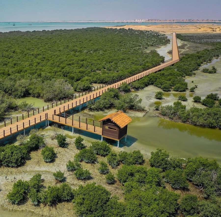 Doha: Zubara UNESCO Site, Mangroves & Jumail Village - Why North Qatar is worth your morning