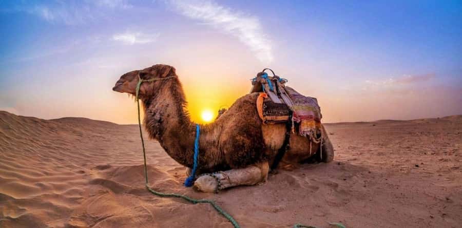 Dune Bashing &Beyond The Ultimate Desert Safari From Doha - Is $18 a good price?