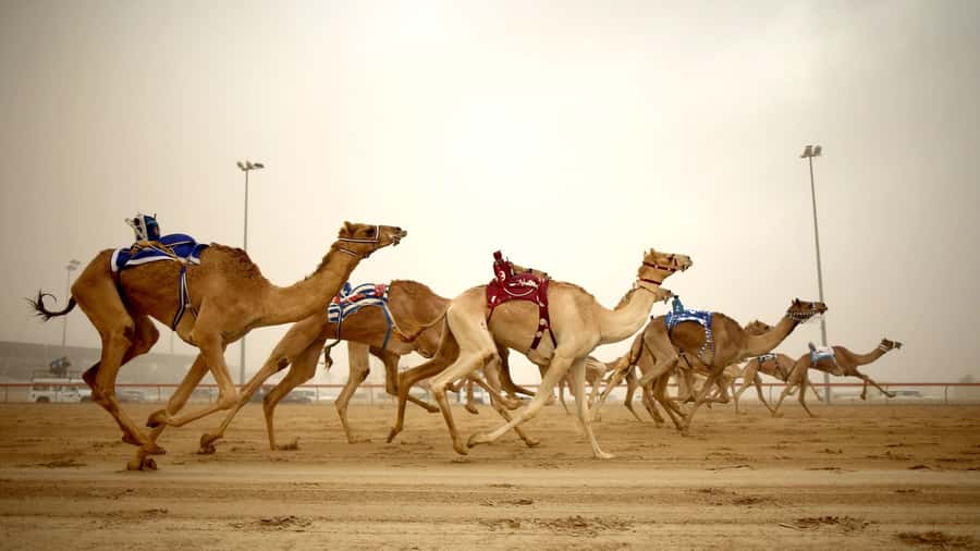 Explore Qatar’s Past: North & West Full-Day Heritage Tour - Why this route gives you more than a standard Doha outing