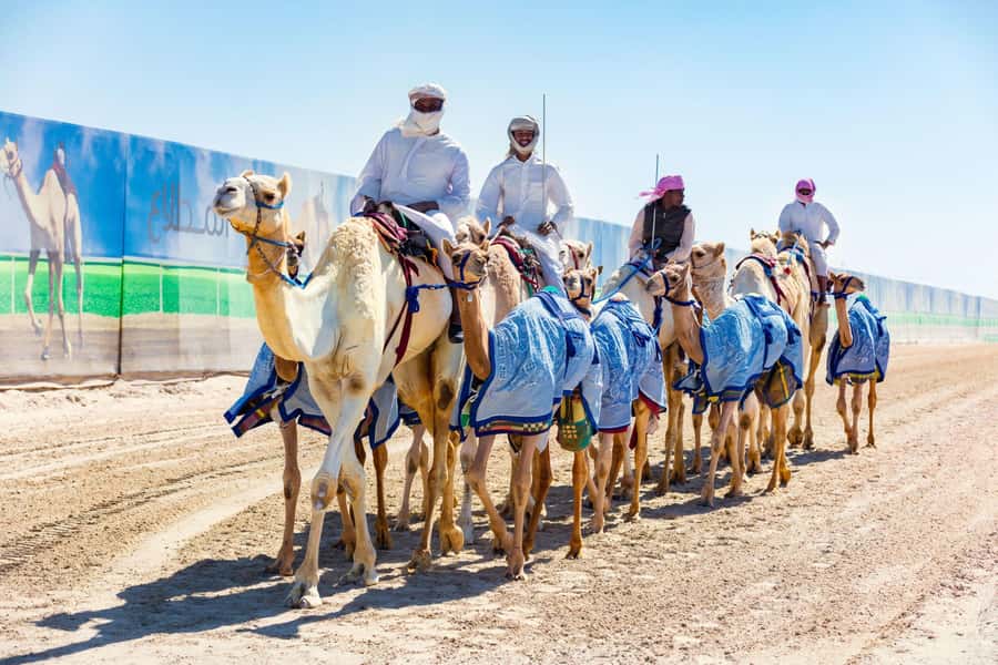 Explore West Qatar and Sheehaniya Camel racetrack visit. - Key points to know before booking