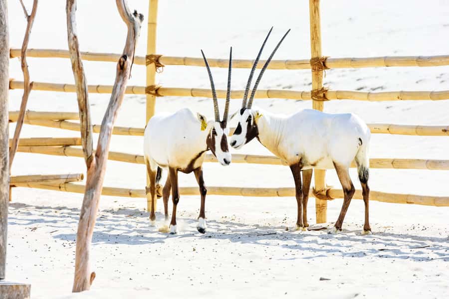 From Doha: 8-hour Safari Tour with Desert Beach Experience - Timing, comfort, and what to pack