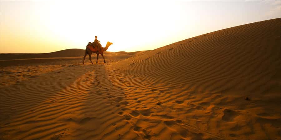 From Doha: 8-hour Safari Tour with Desert Beach Experience - From Doha to the open desert in a private 4x4