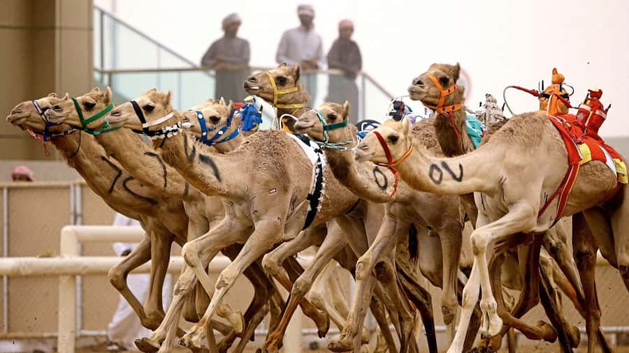 From Doha: Private West Coast and Camel Race Track Tour - Key points to know before you book