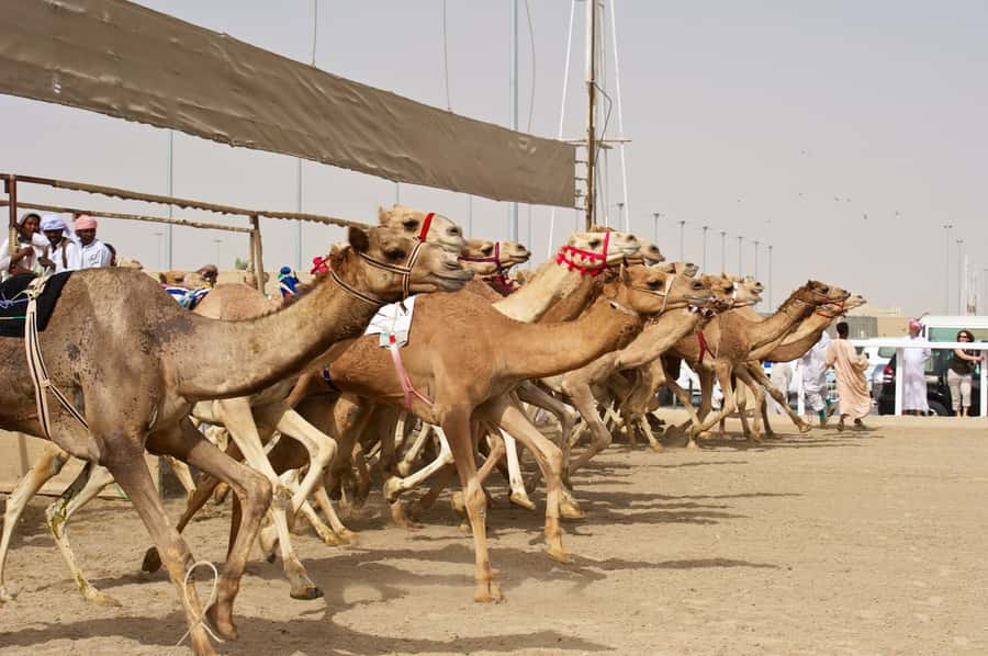 From Doha: Private West Coast and Camel Race Track Tour - Why Qatar’s west coast feels so different from Doha