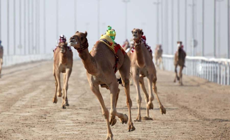 From Doha: Private West Coast and Camel Race Track Tour - Al Shahaniya Camel Racetrack brings Qatar’s living culture into view