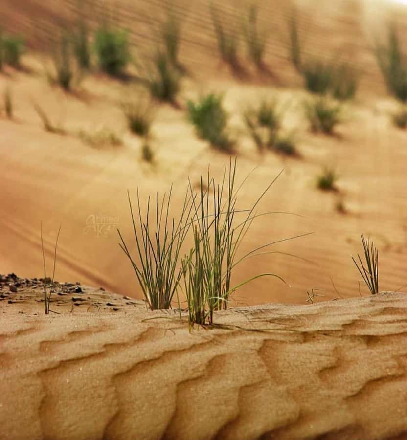 From Doha: Sunrise or Sunset Safari with Sand Boarding - The guides can make or break the experience