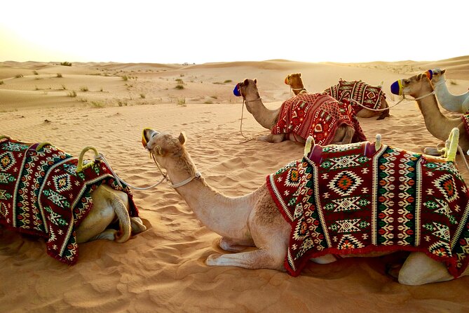 Full-Day DesertSafari with Camel Ride,InlandSea & BBQ Desert Camp - Reaching Khor Al Adaid, Qatar’s Inland Sea