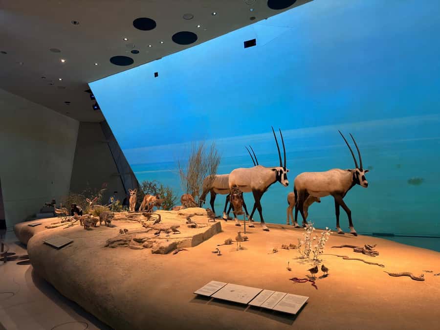 Guided: National Museum & History of Qatar - Starting at the Museum of Islamic Art