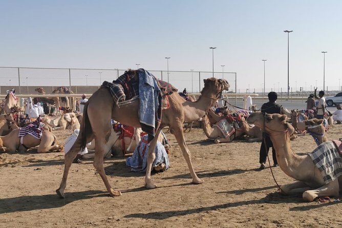 Half-Day Private Guided Camel Race Tour in Qatar - Key points at a glance