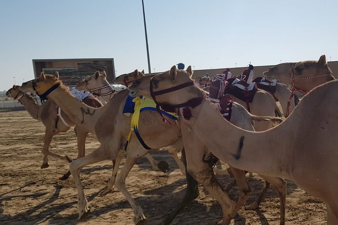 Half-Day Private Guided Camel Race Tour in Qatar - Why Al Shahaniya feels different from a standard Doha tour