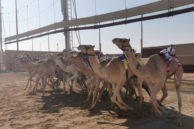 Half-Day Private Guided Camel Race Tour in Qatar - Choosing between the 6am and 10am start
