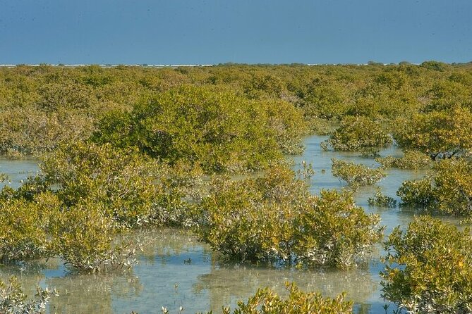 North of Qatar Tour to Olafur Eliasson Zubara Fort Jumail Village - Purple Island and Al Thakira’s Mangroves